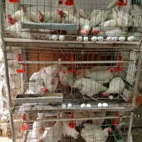 قفس مخصوص مرغ تخمگذار