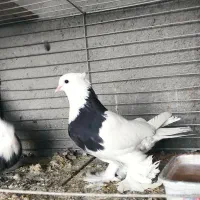 طوقی|پرنده|مبارکه, |دیوار