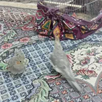 عروس هلندی