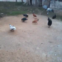 سه عدداردک اسراییلی