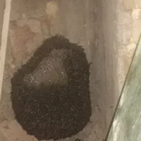 ۲کیلو عسل کوهی|خوردنی و آشامیدنی|اندیکا, |دیوار