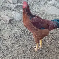 خروس دو رگه