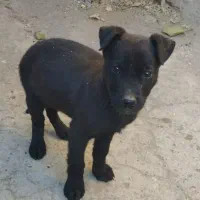 پیتبول|سگ|بازرگان, |دیوار