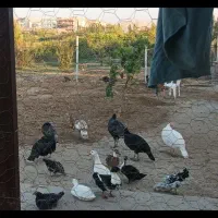 بوقلمون محلی