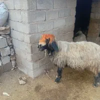 شیشک تخمی داشتی