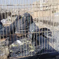 کبوتر تزئینی ترکیه ای شامپیون چتری بلژیکی(شامی)سرو|پرنده|بومهن, |دیوار