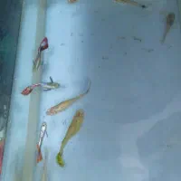 ماهی با آکواریوم و لوازم|ماهی|چهاردانگه (تهران), |دیوار