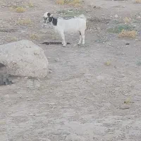 بز نژاد دار دوقلو