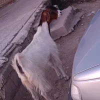 یک عدد بز آبستن
