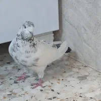 نر کله‌ دم سبز شکار گرفتم بازی کن