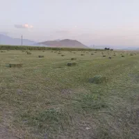 یونجه