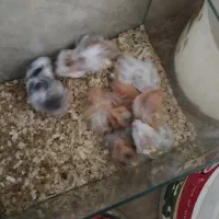 سلام همستر نر و ماده دارم قیمت فقط 120تومن دونی