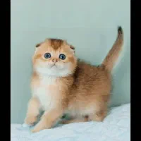 بازارچه اسکاتیش گلد|گربه|تهران, پونک|دیوار