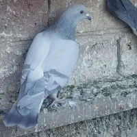 کفتر|پرنده|قم, هفت تیر|دیوار