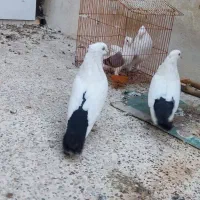 یک جفت دم سیاه درجه یک کشیده|پرنده|جم, |دیوار