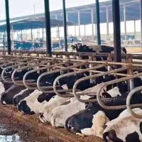 کارگر گاوداری شیردوش راننده فیدر