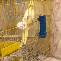 عروس هلندی جوجه دار