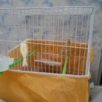 جفت قناری|پرنده|خواف, |دیوار