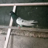 کبوتر|پرنده|مریوان, |دیوار