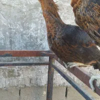 مرغ لاری افغان اصیل|حیوانات مزرعه|مشهد, امیرآباد|دیوار