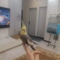 2تا عروس