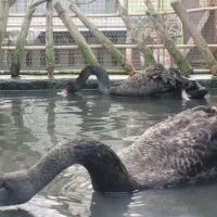 قو مشکی محمودآباد|حیوانات مزرعه|محمودآباد, |دیوار