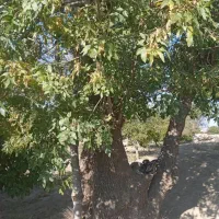 زمین شهر نراق|فروش زمین و ملک کلنگی|دلیجان, |دیوار