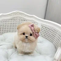 فسقلی های بامزه عروسکی