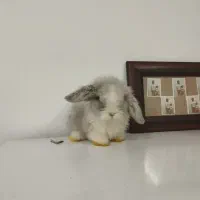 بچه خرگوش لوپ اصل