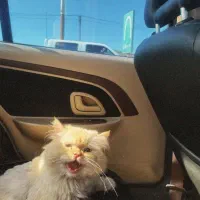 گربه برای جفت گیری