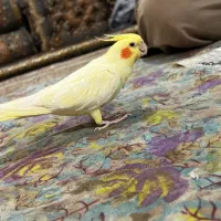 عروس هلندی لوتینو زعفرانی|پرنده|سنندج, |دیوار