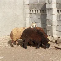 سه عدد بره فروشی|حیوانات مزرعه|برازجان, |دیوار