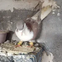 کفتر|پرنده|بوئین زهرا, |دیوار