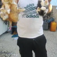 سه عدد  گربه نازو ملوس