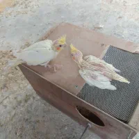 عروس هلندی 25 روزه