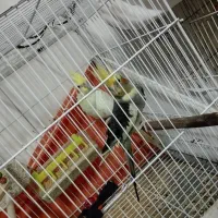 عروس هلندی جفت