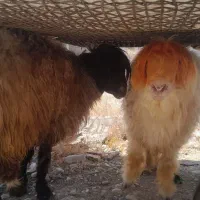دوعددبره نر