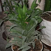 گل های آپارتمانی