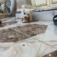 سگ پامرانین