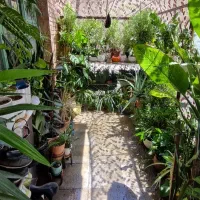گلهای زیبای اپارتمانی شاداب و سرحال با خاک مرغوب