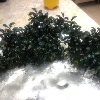 گیاه طبیعی بوسفلاندرا