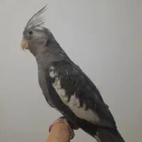 عروس هلندی|پرنده|شوشتر, |دیوار