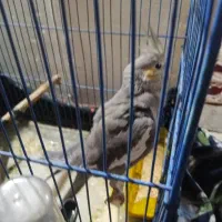 عروس هلندی ماده