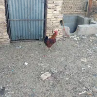 ۴ عدد خروس دونه ای ۵۰۰تومان|حیوانات مزرعه|حمیدیا, |دیوار