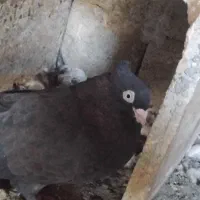 جفت ذاغ