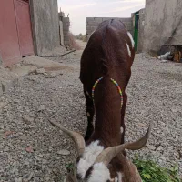 پلو|حیوانات مزرعه|بمپور, |دیوار