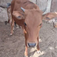 گوساله
