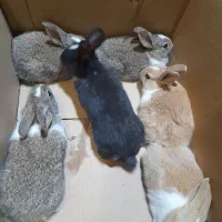 خرگوش|موش و خرگوش|مریوان, |دیوار