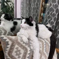 گربه امداد شده برای واگذری