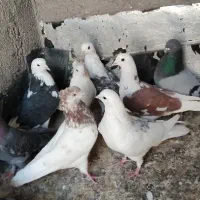 کبوتر پرشی ساعت سنگین